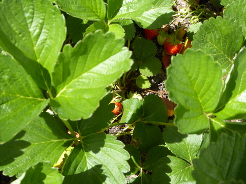 Morangueiros com frutos